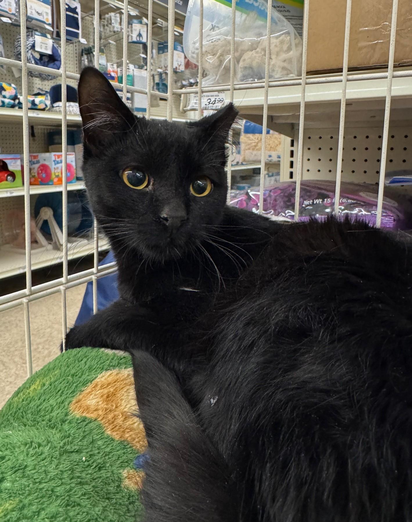 Enlarge Hector, a ADOPTABLE mixed breed in Albuquerque, NM image 2/4