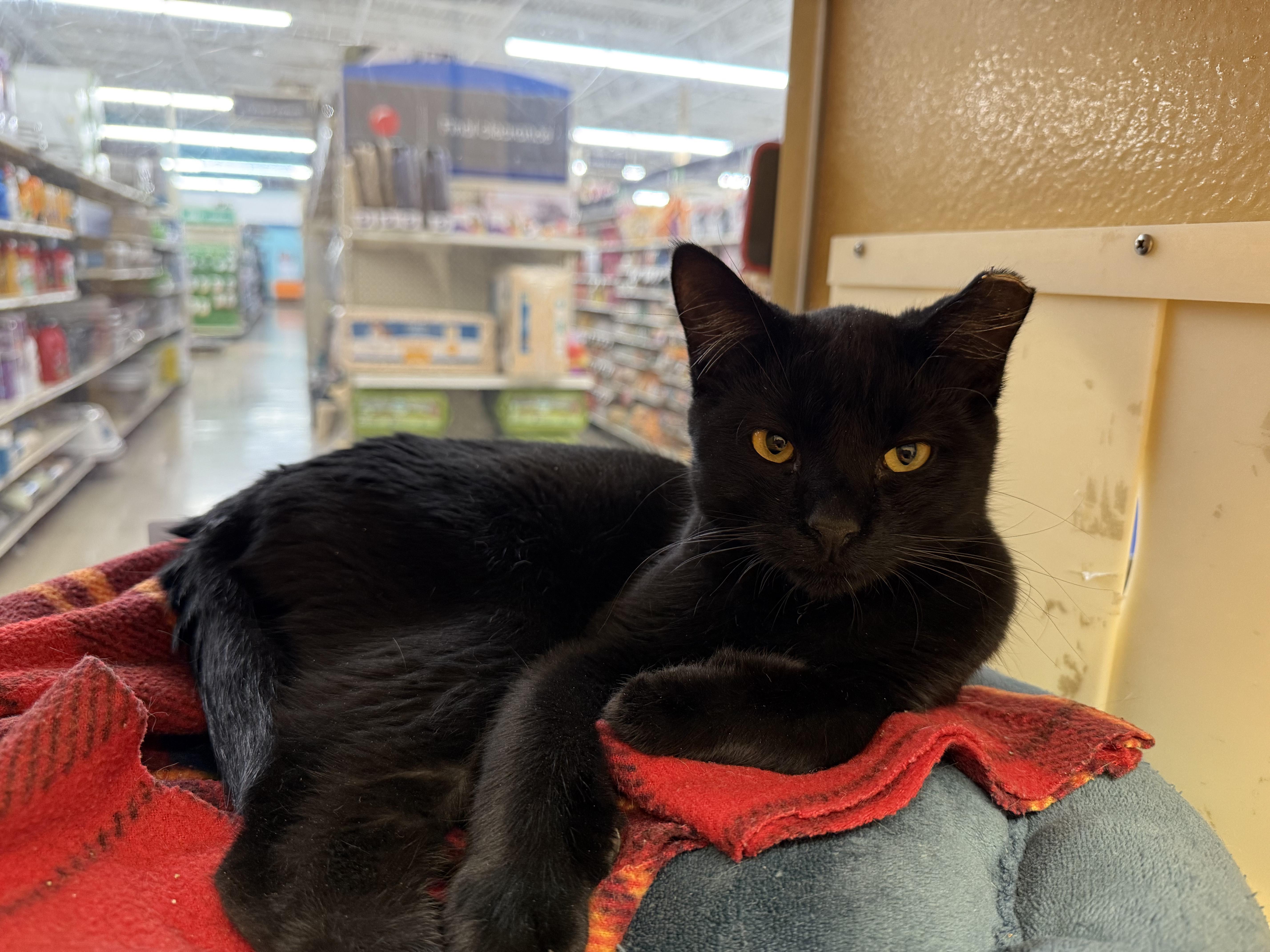 Enlarge Hector, a ADOPTABLE mixed breed in Albuquerque, NM image 3/4