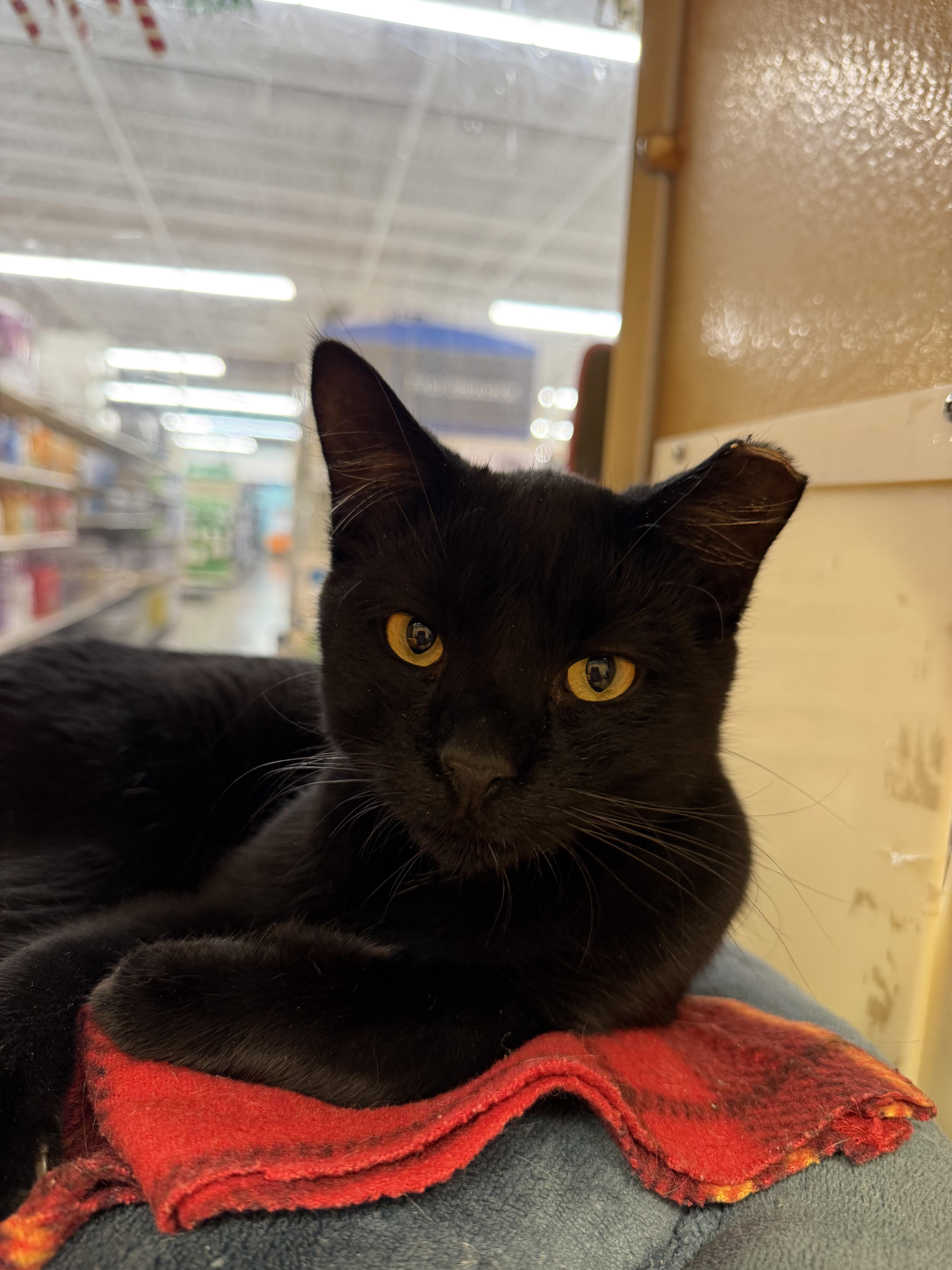 Enlarge Hector, a ADOPTABLE mixed breed in Albuquerque, NM image 1/4