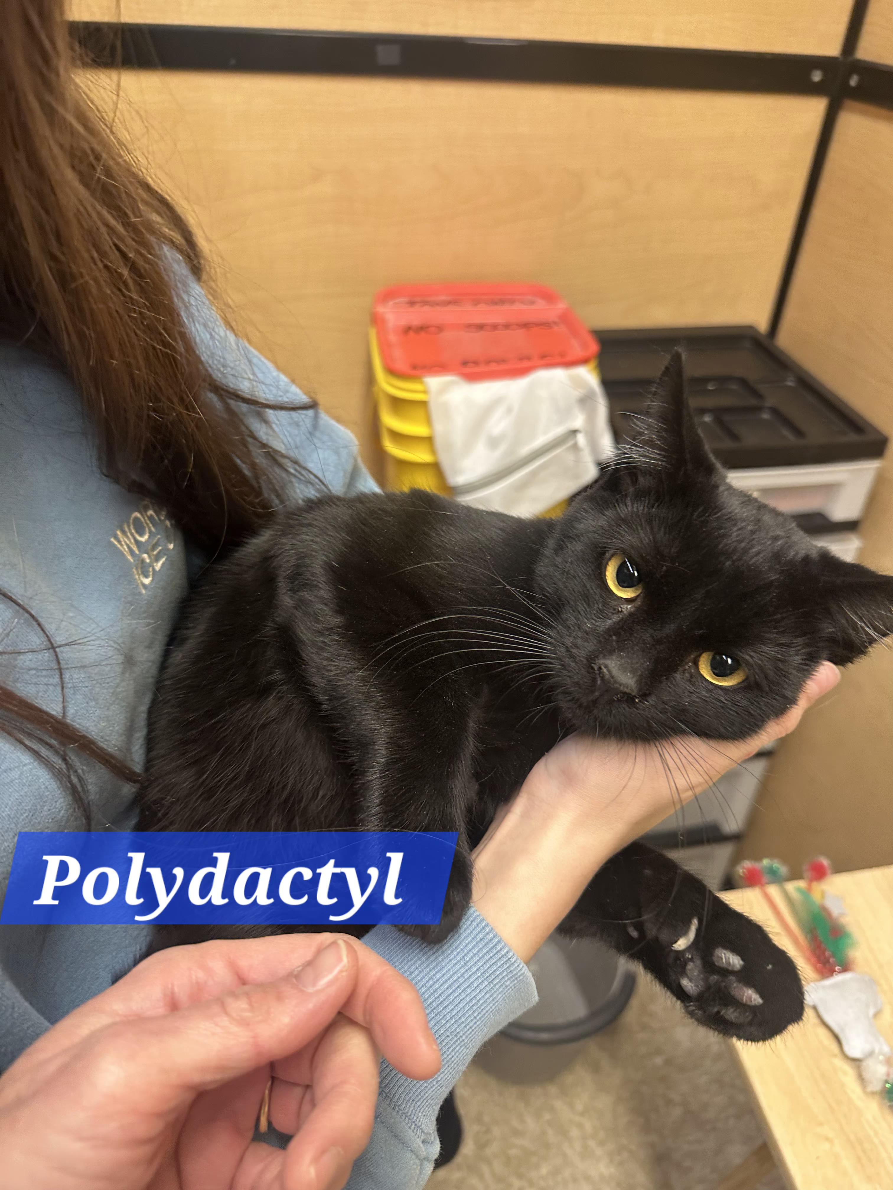 Hector, ADOPTABLE, Kitten Male Domestic Short Hair.