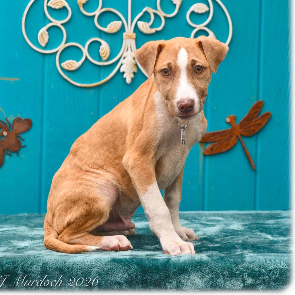 Sassaba, Adoptable, Puppy Male Pit Bull Terrier.