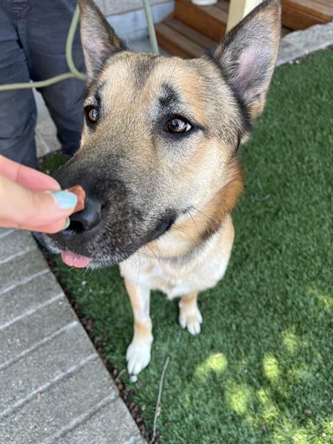 Graham, a ADOPTABLE German Shepherd Dog in Phoenix, OR image 2/5
