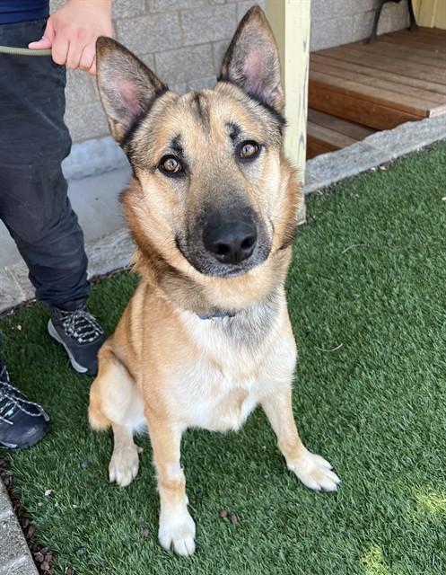 Graham, a ADOPTABLE German Shepherd Dog in Phoenix, OR image 3/5