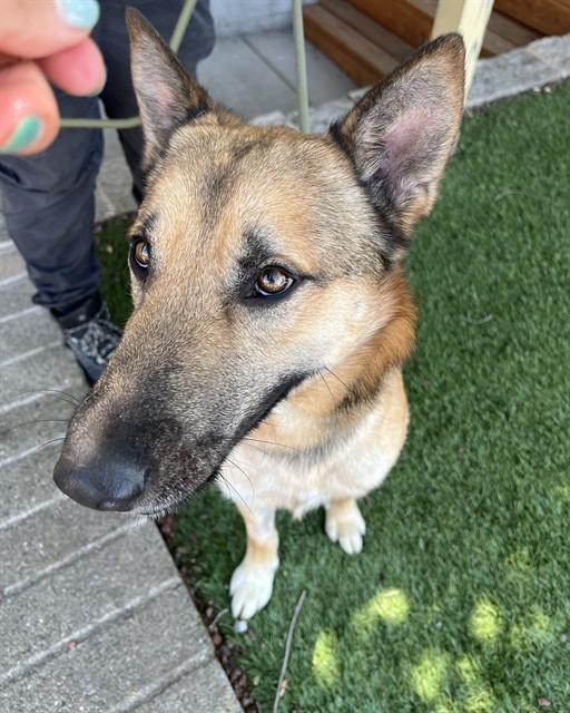 Graham, a ADOPTABLE German Shepherd Dog in Phoenix, OR image 1/5