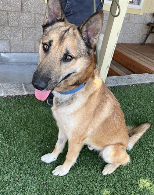 Graham, a ADOPTABLE German Shepherd Dog in Phoenix, OR image 5/5