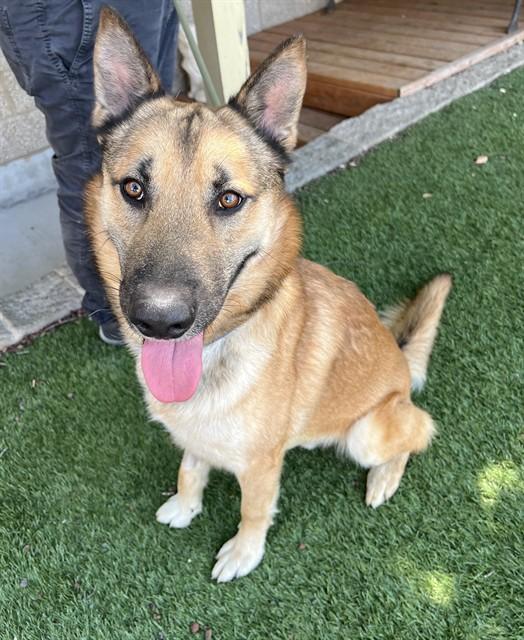Graham, a ADOPTABLE German Shepherd Dog in Phoenix, OR image 4/5