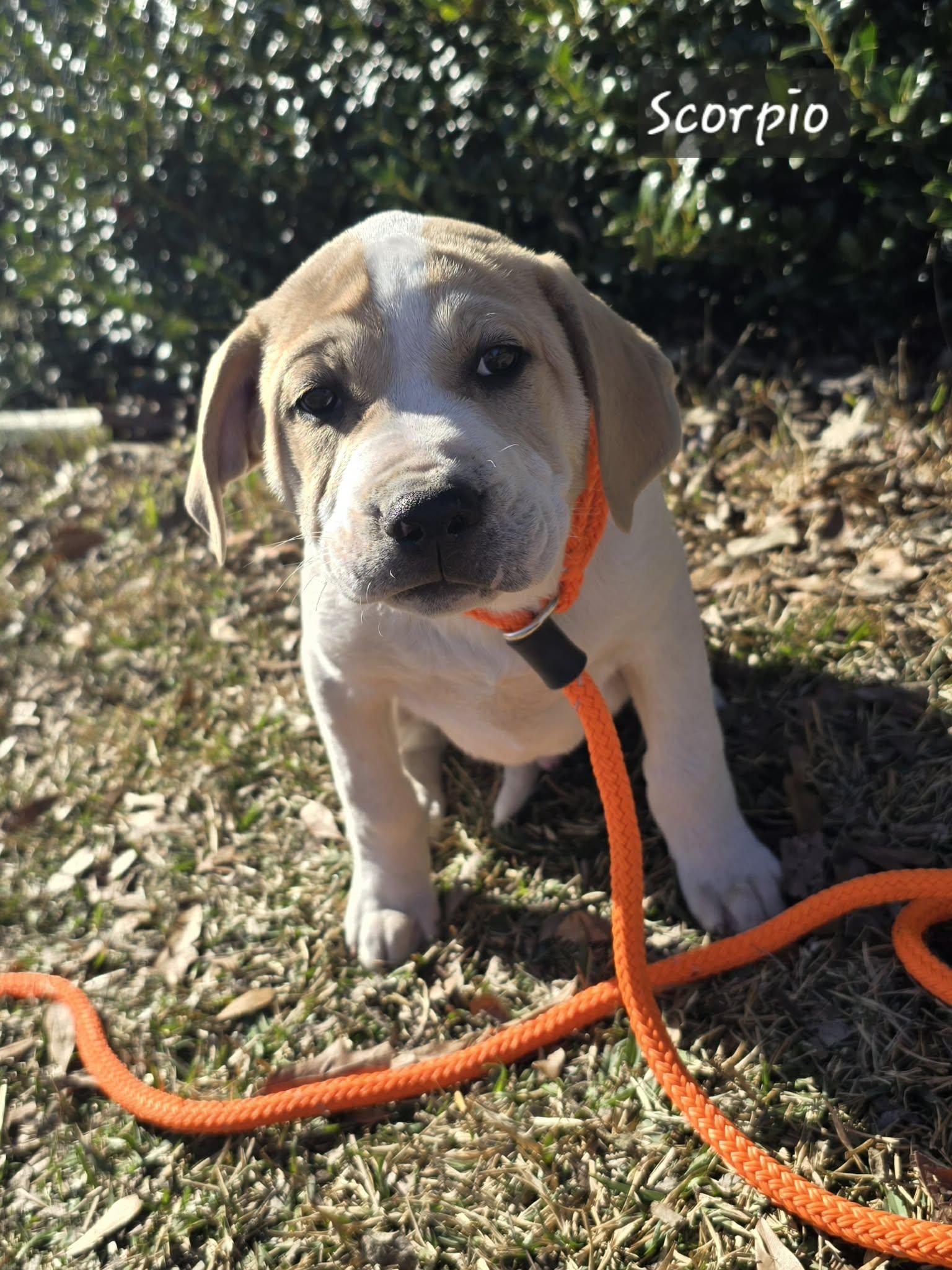 Scorpio, Adoptable, Puppy Male Labrador Retriever.