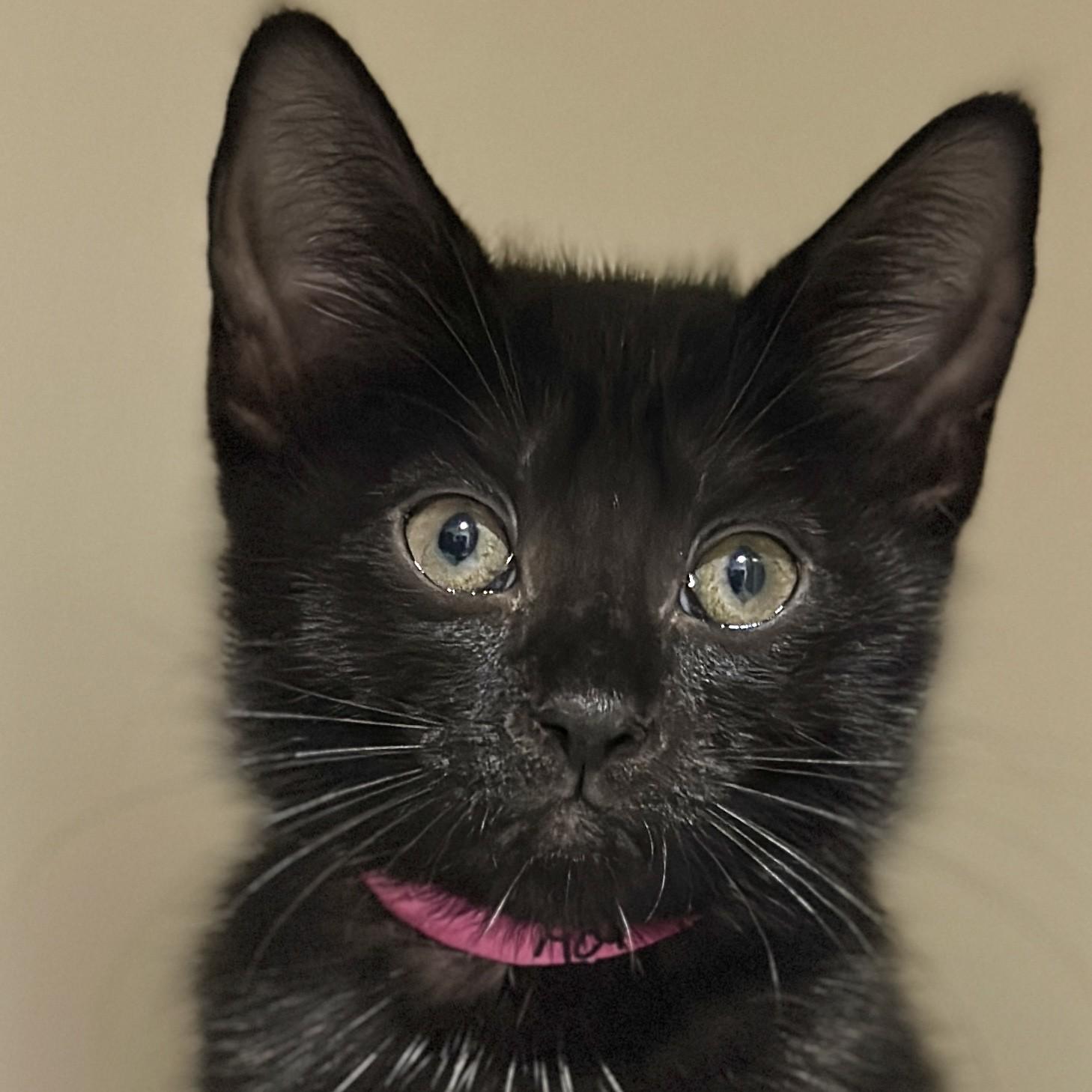 Ada Lovelace, Adopted, Kitten Female Domestic Short Hair.