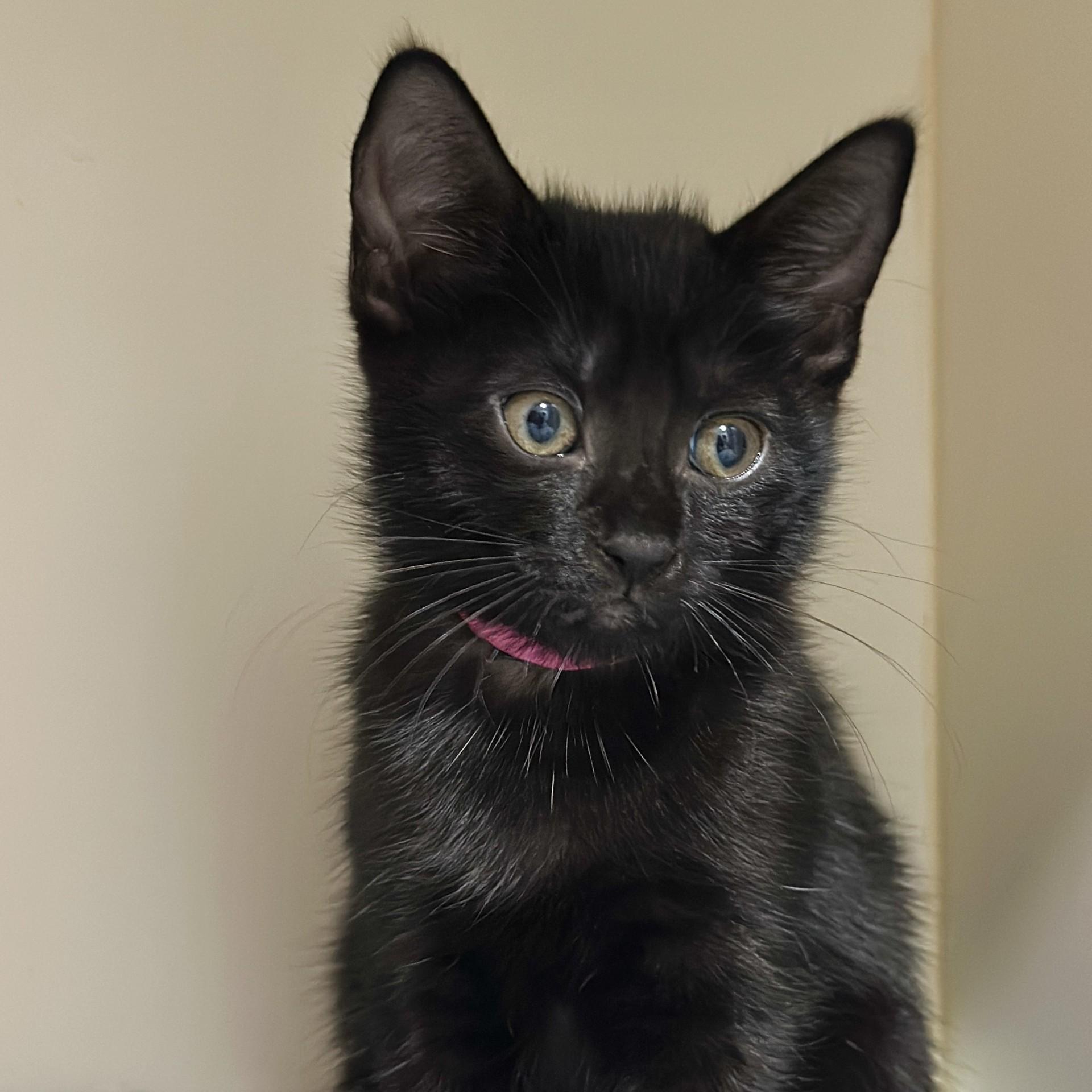 Enlarge Ada Lovelace, a Adopted Domestic Short Hair in Victor, NY image 2/3