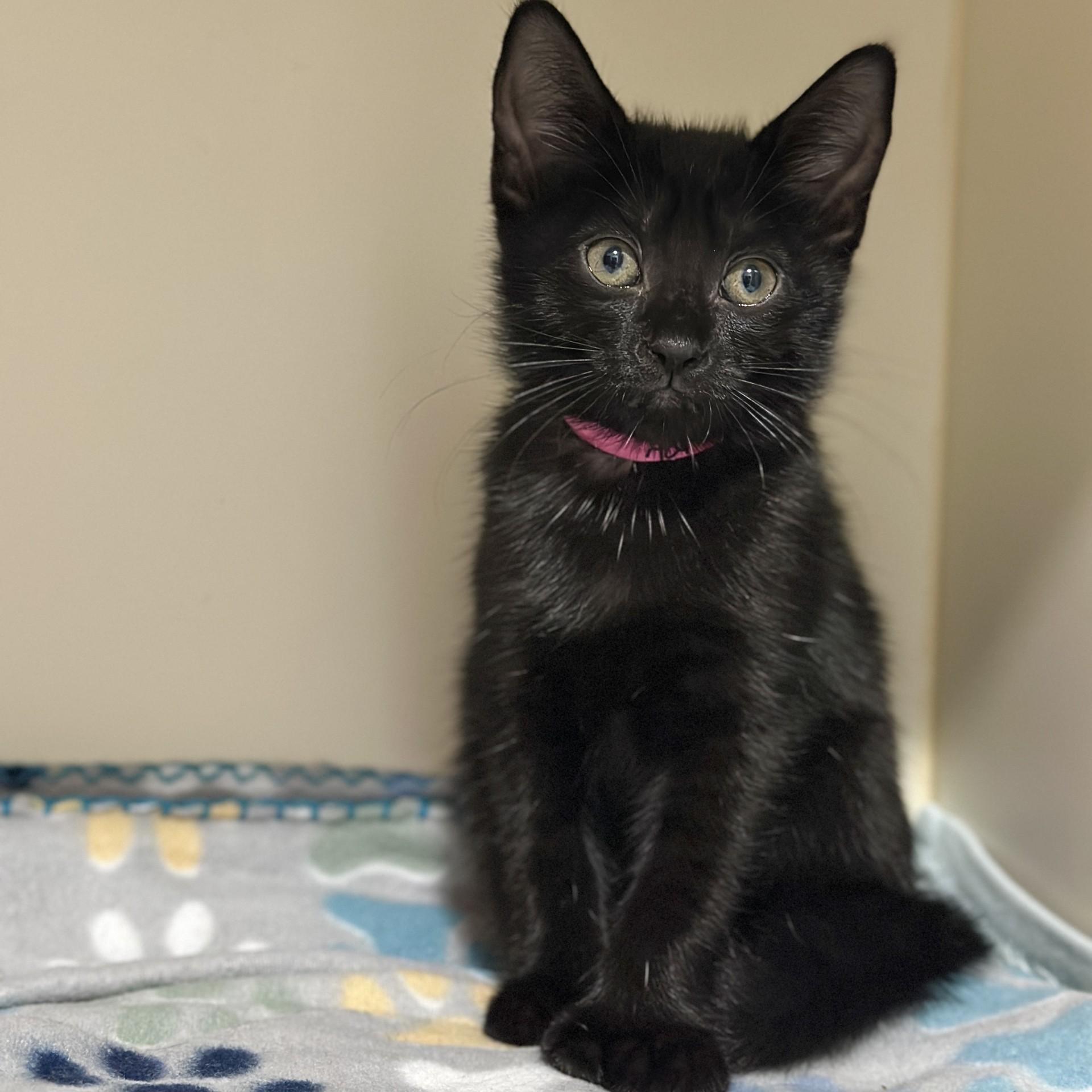 Enlarge Ada Lovelace, a Adopted Domestic Short Hair in Victor, NY image 3/3