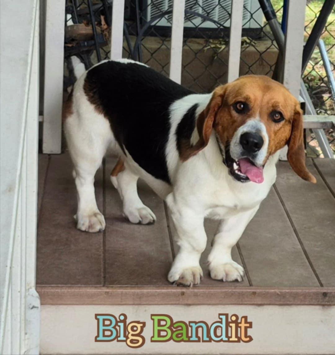 Bandit thumbnail 6