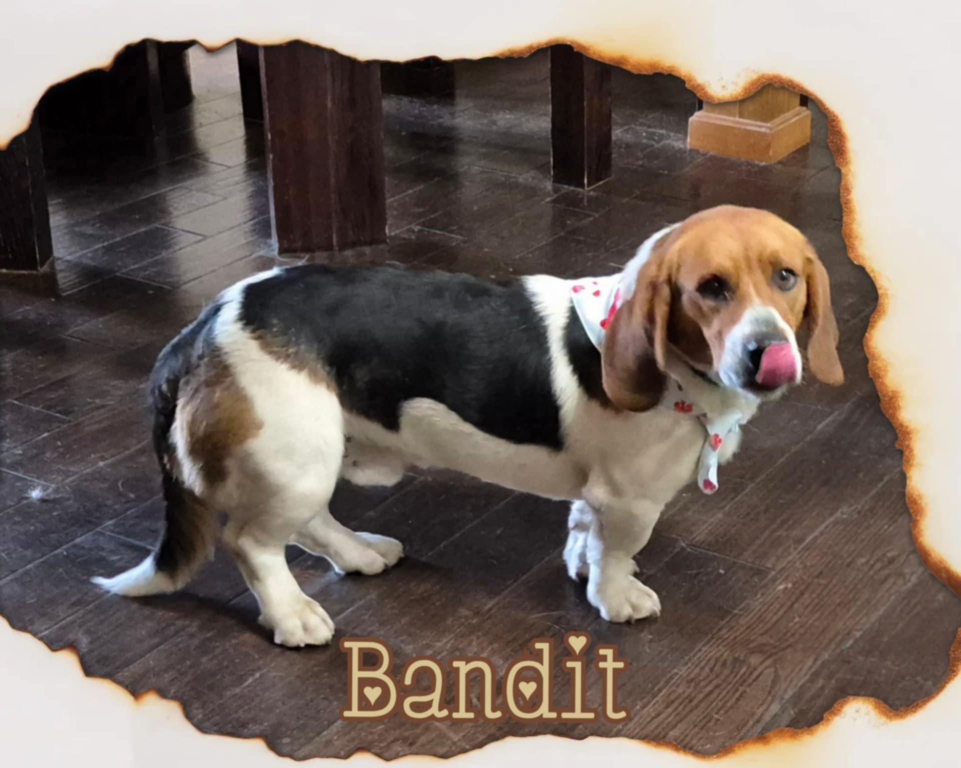Bandit thumbnail 5