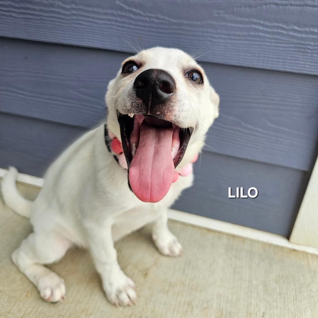 Lilo, Adoptable, Puppy Female Husky & Mixed Breed.