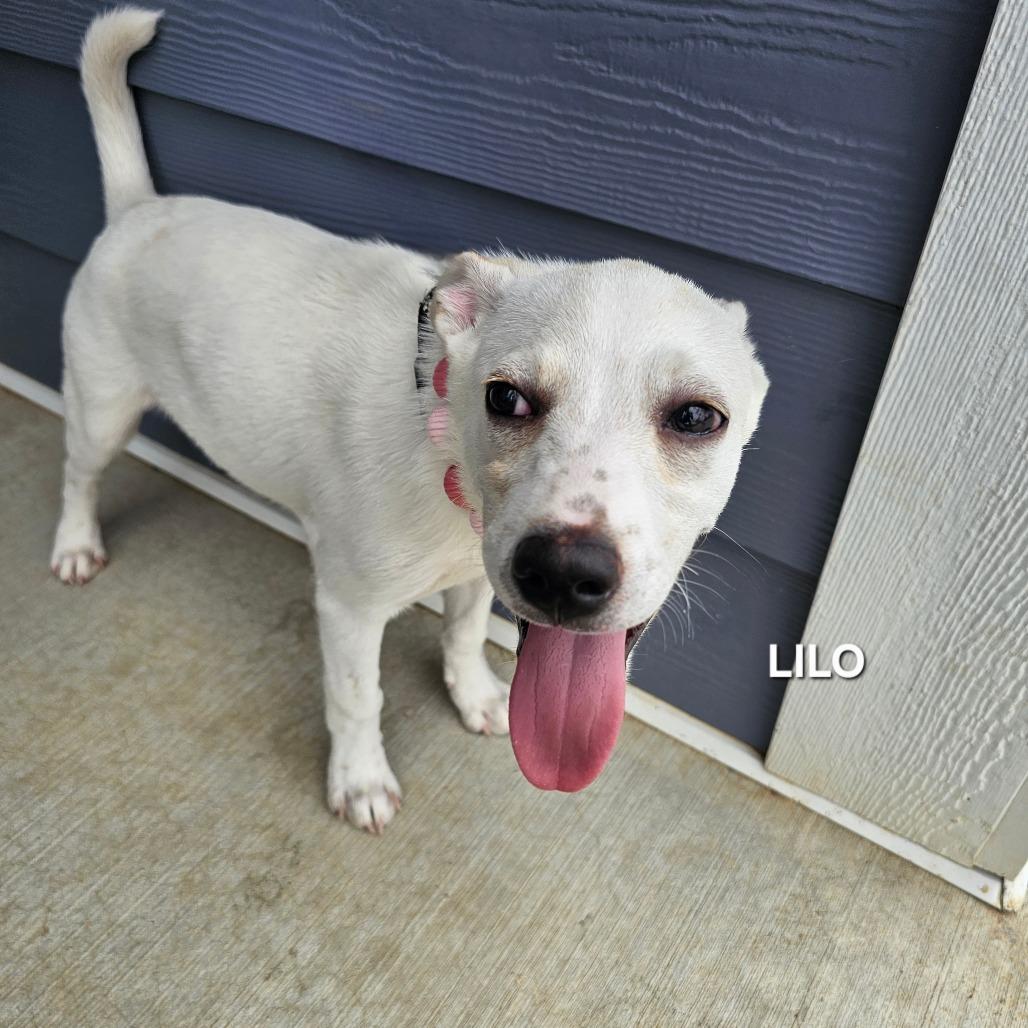 Enlarge Lilo, a Adoptable mixed breed in Madisonville, TN image 2/4