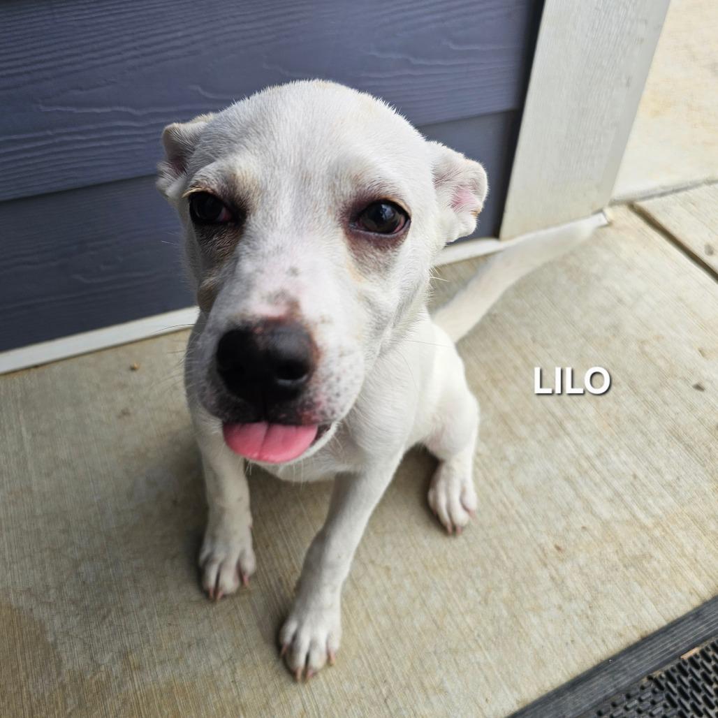 Enlarge Lilo, a Adoptable mixed breed in Madisonville, TN image 3/4