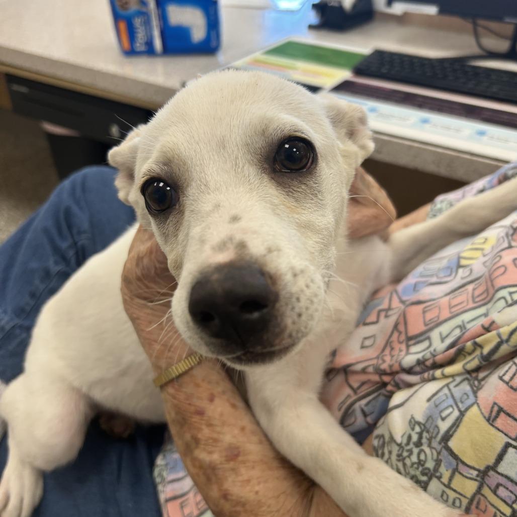 Enlarge Lilo, a Adoptable mixed breed in Madisonville, TN image 4/4