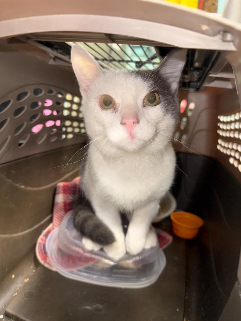 Clove, Adoptable, Young Male Domestic Short Hair.