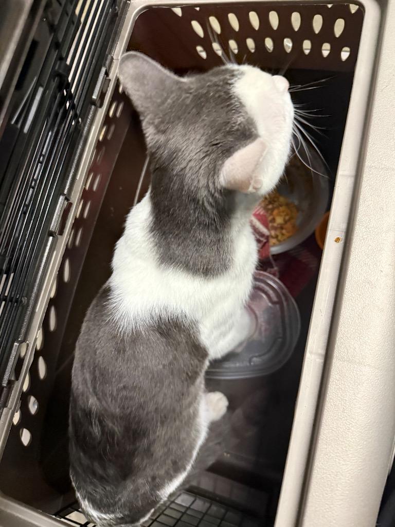 Enlarge Clove, a Adoptable mixed breed in Rockport, TX image 2/2