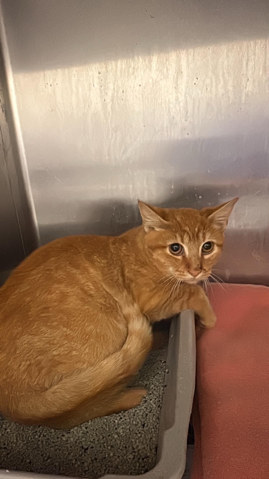 Enlarge sage, a Adoptable Domestic Short Hair in Tappahannock, VA image 1/1