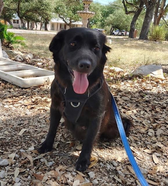 Enlarge Honey, a Adoptable mixed breed in Williston, VT image 1/5