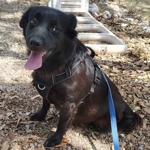 Enlarge Honey, a Adoptable mixed breed in Williston, VT image 4/5