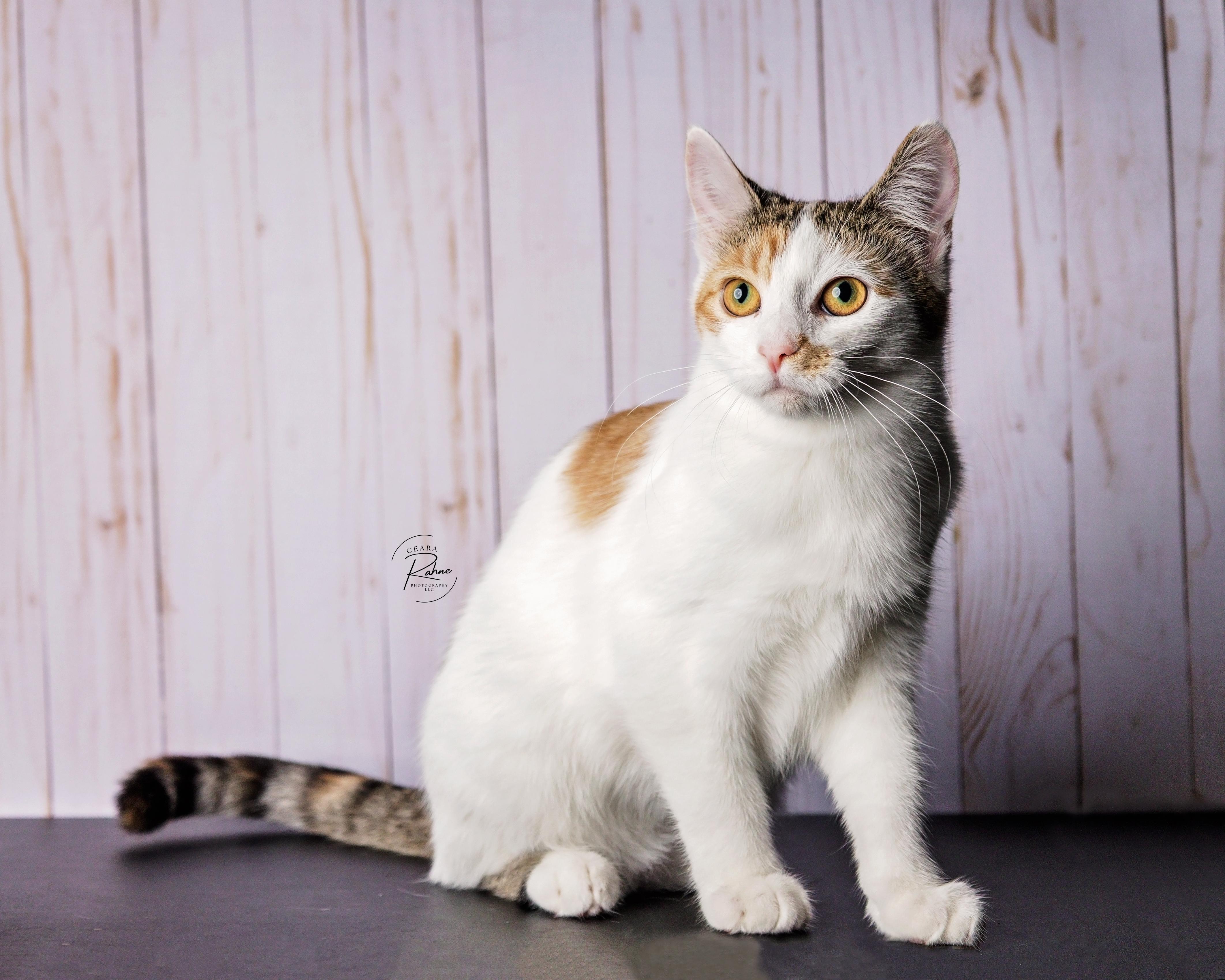 Zephyra, Adoptable, Kitten Female Domestic Short Hair.