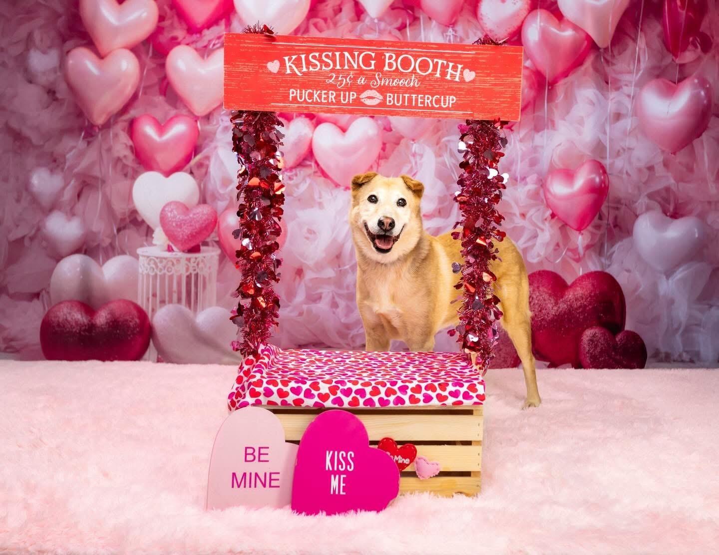 Enlarge Eve, a Adoptable mixed breed in El Paso, TX image 1/4
