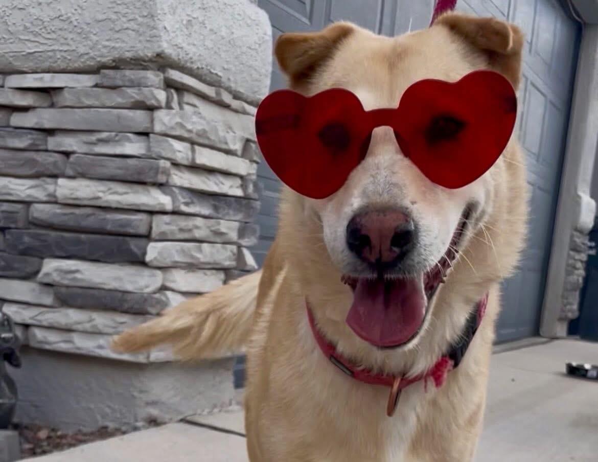 Enlarge Eve, a Adoptable mixed breed in El Paso, TX image 2/4