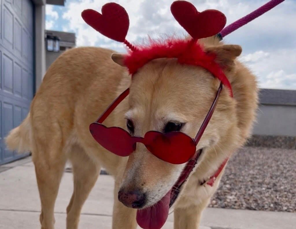 Enlarge Eve, a Adoptable mixed breed in El Paso, TX image 4/4