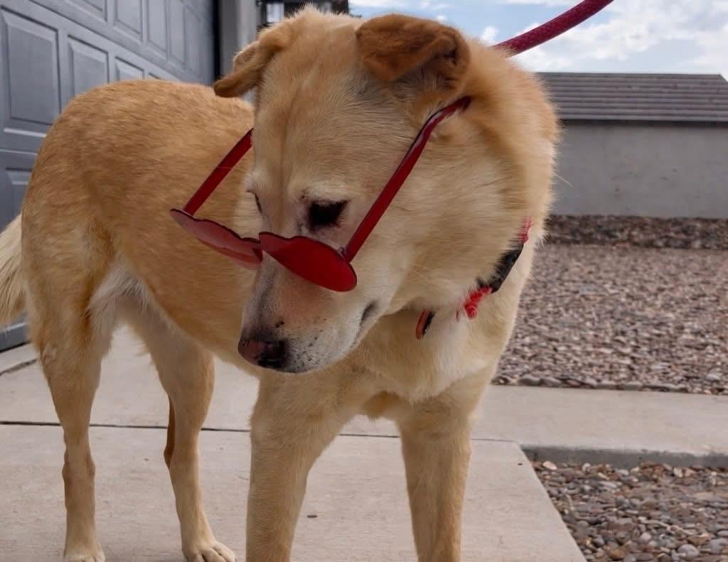 Enlarge Eve, a Adoptable mixed breed in El Paso, TX image 3/4
