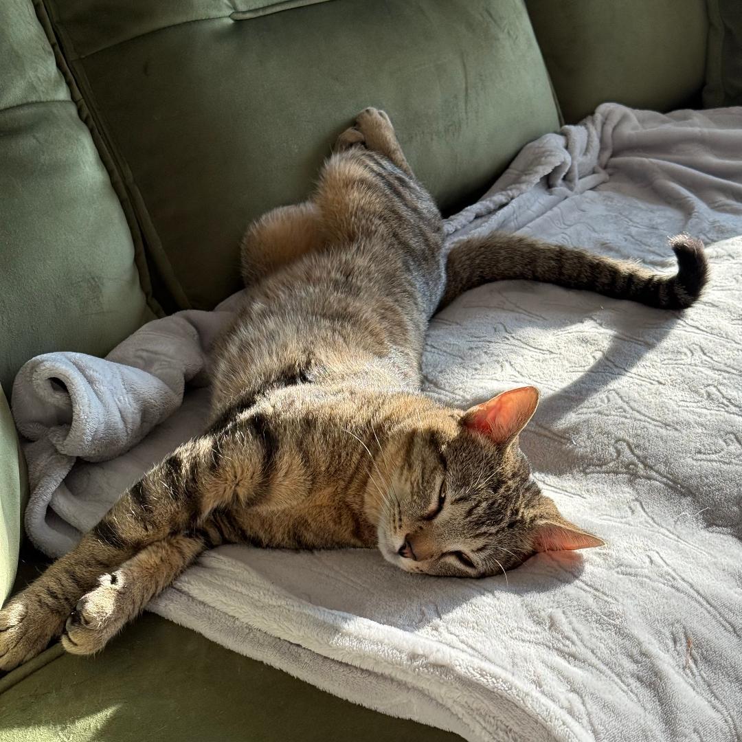 Champ, Adoptable, Adult Male Domestic Short Hair & Tabby.