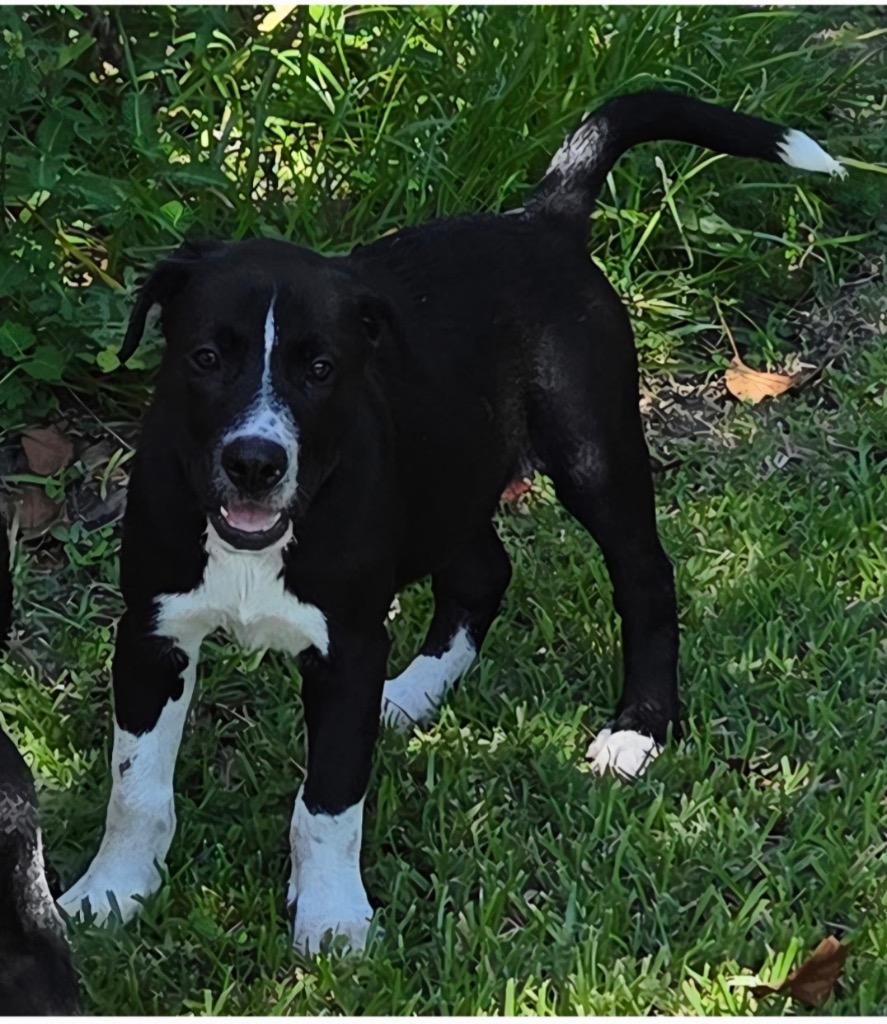 Enlarge Bobby, a Adoptable mixed breed in CONROE, TX image 1/4