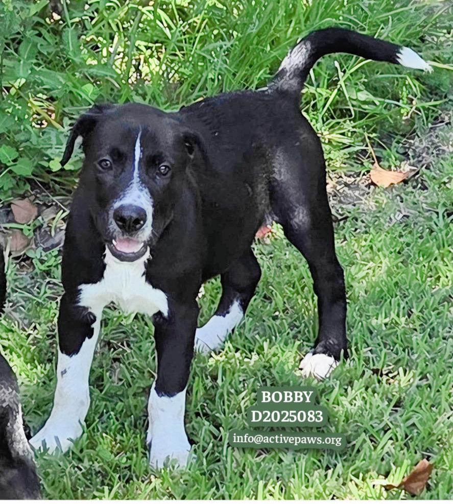 Enlarge Bobby, a Adoptable mixed breed in CONROE, TX image 2/4