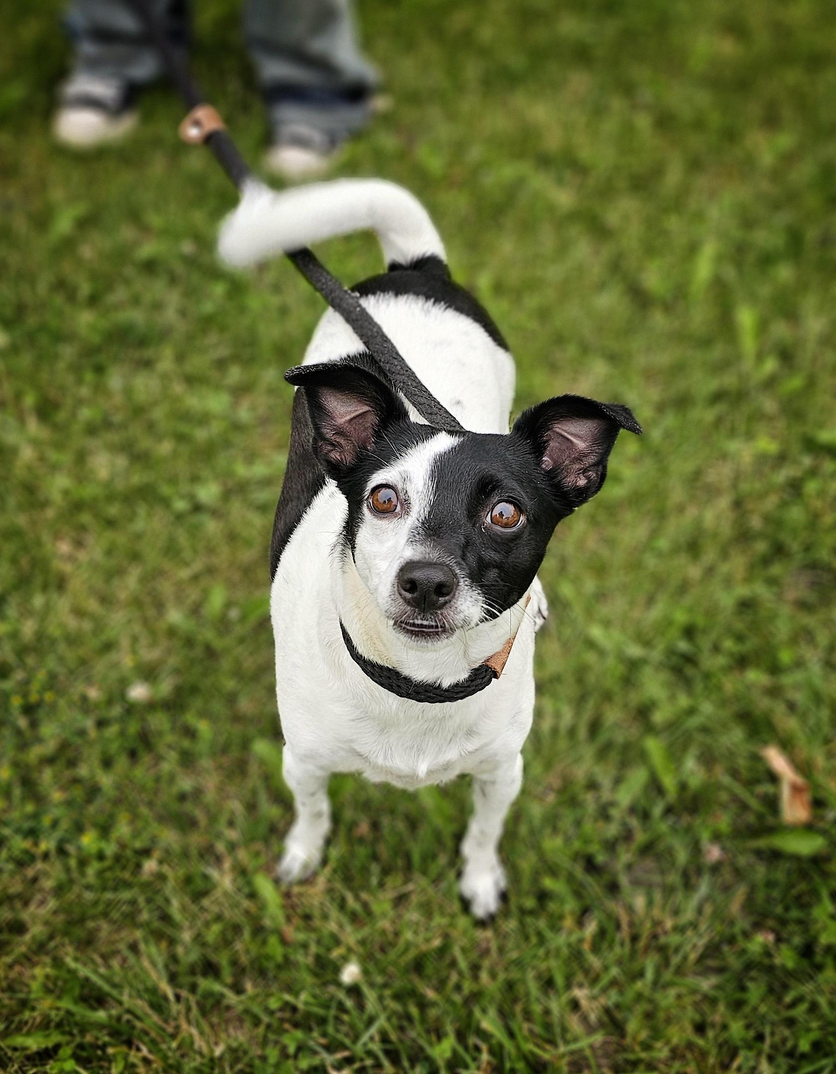 Enlarge Dolly, an adopted mixed breed in Bay City, MI image 3/3