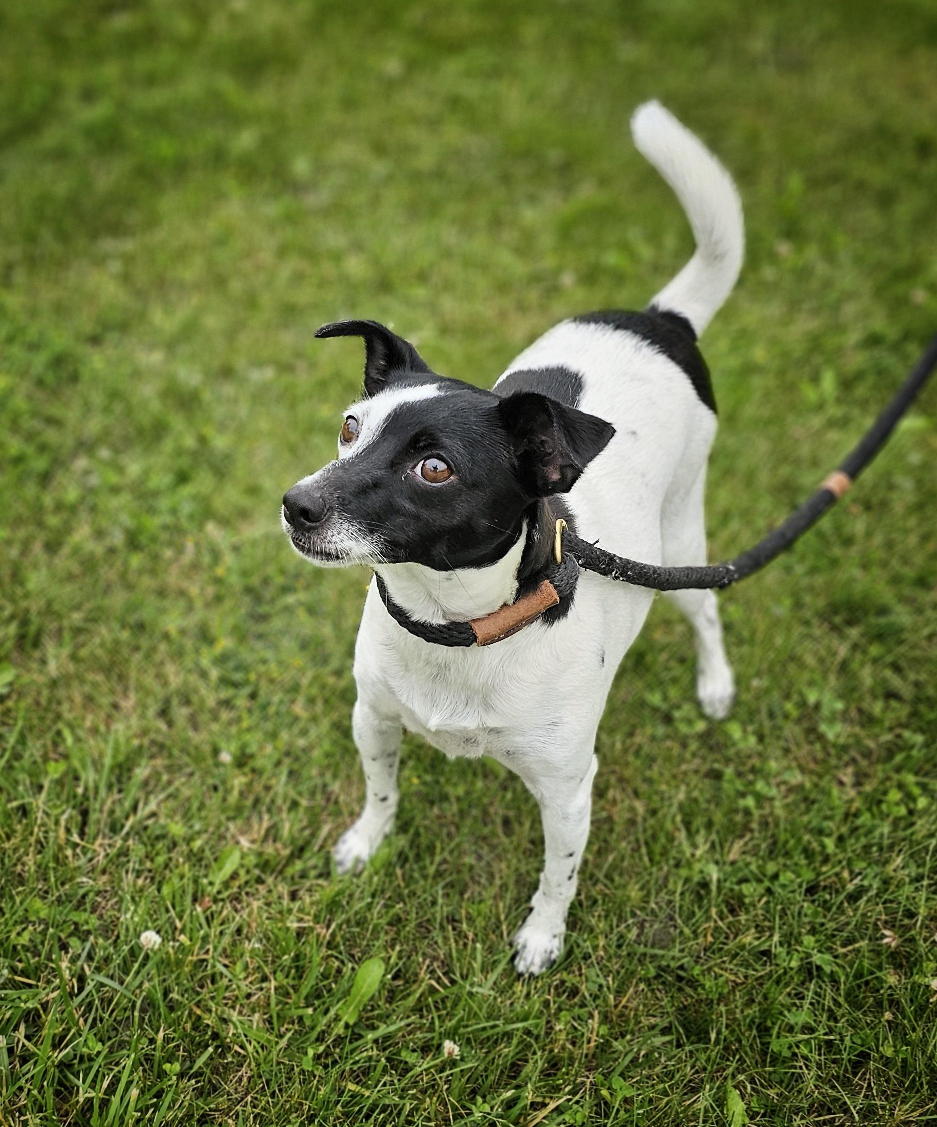 Enlarge Dolly, an adopted mixed breed in Bay City, MI image 2/3