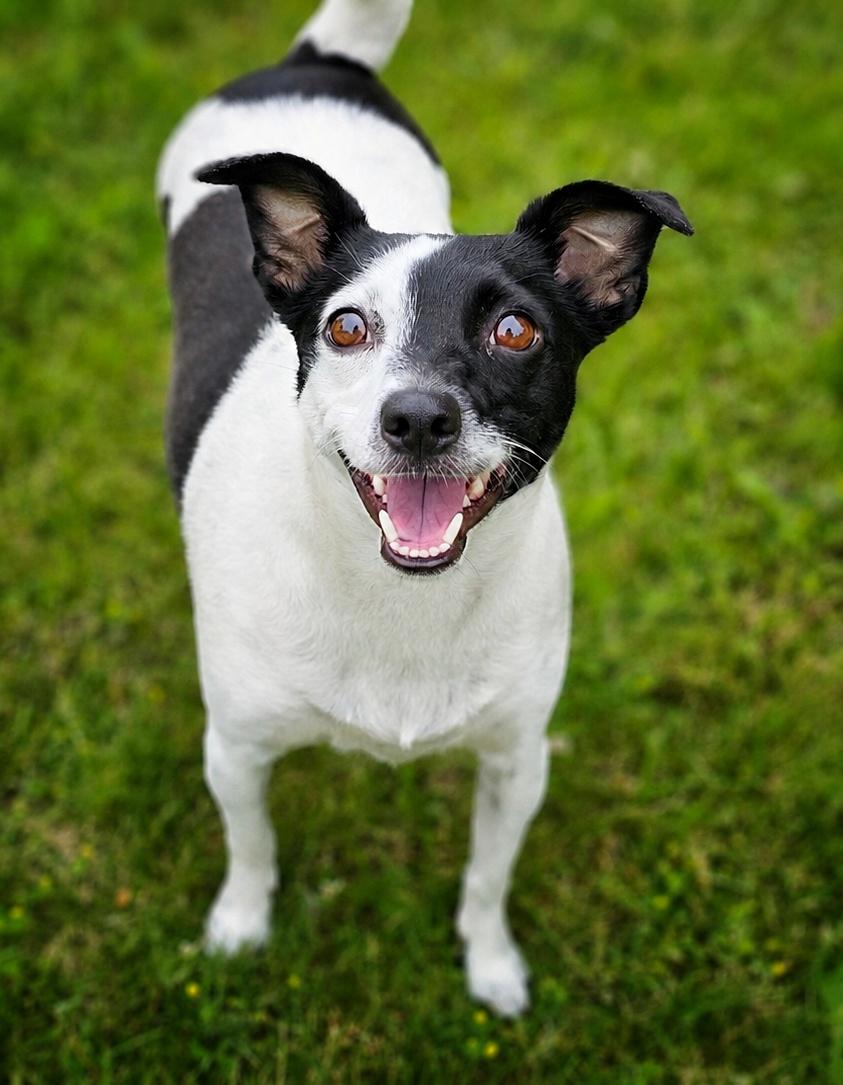 Dolly, adopted, Adult Female Jack Russell Terrier & Chihuahua.