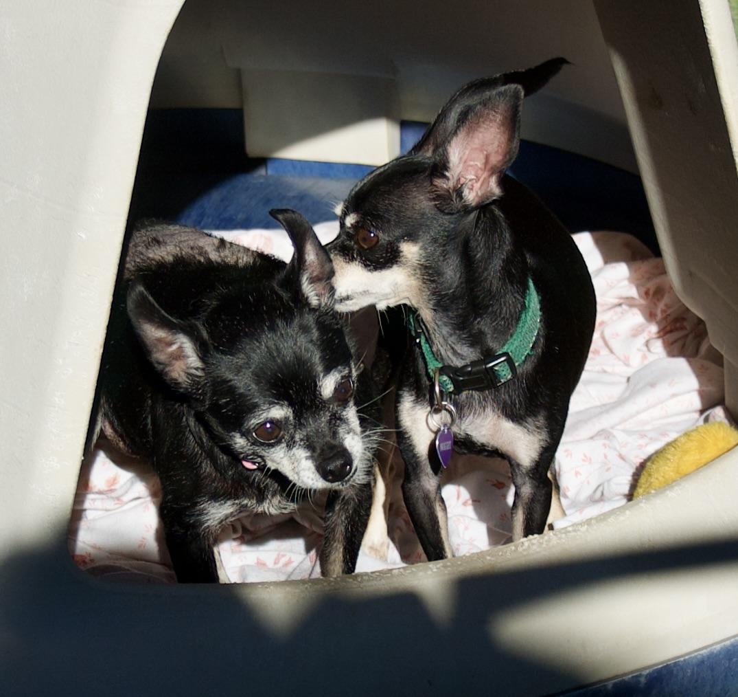 Mama Nugget and Nugget, a Adoptable Chihuahua in Grass Valley, CA image 2/6
