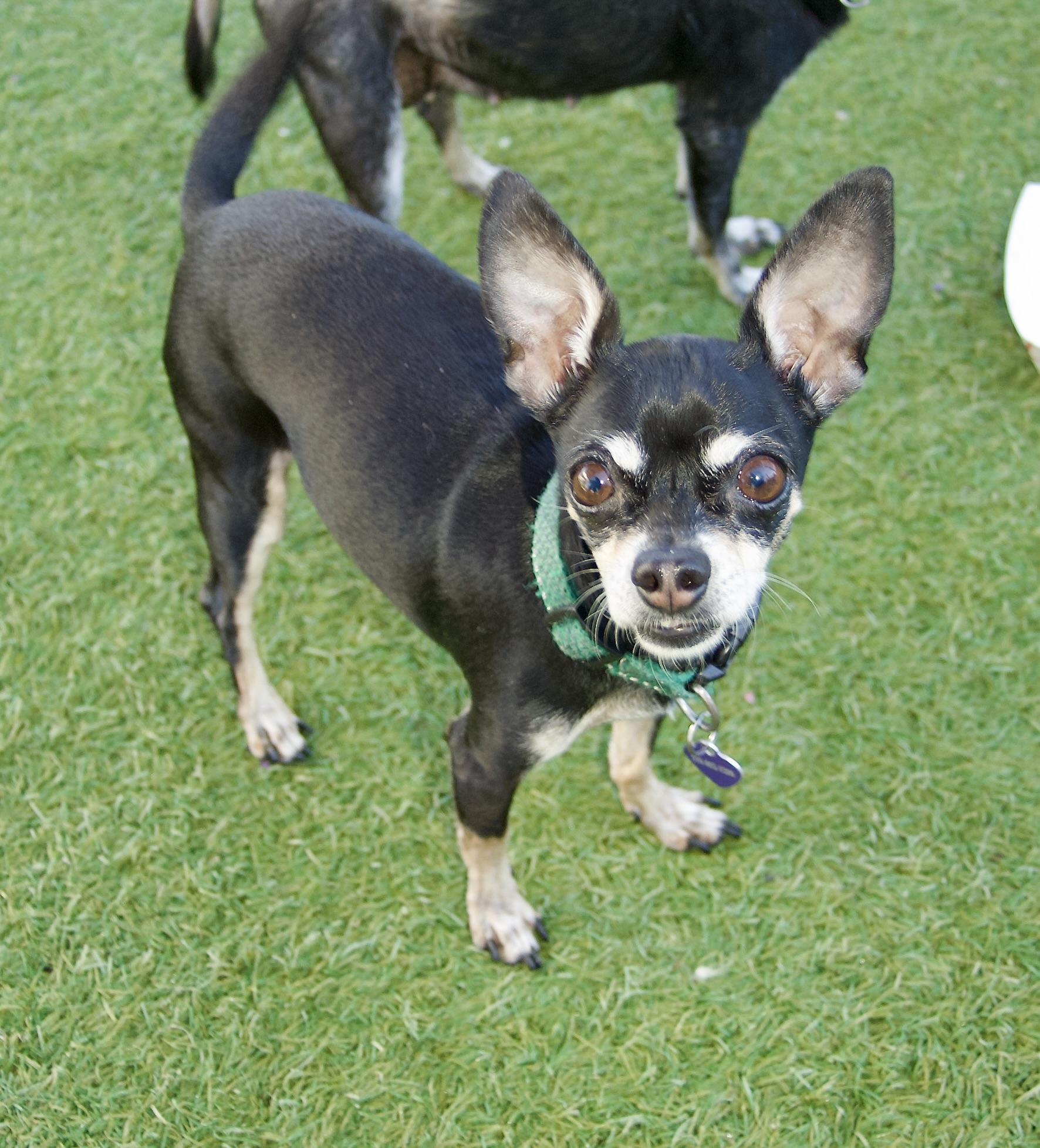 Mama Nugget and Nugget, a Adoptable Chihuahua in Grass Valley, CA image 4/6