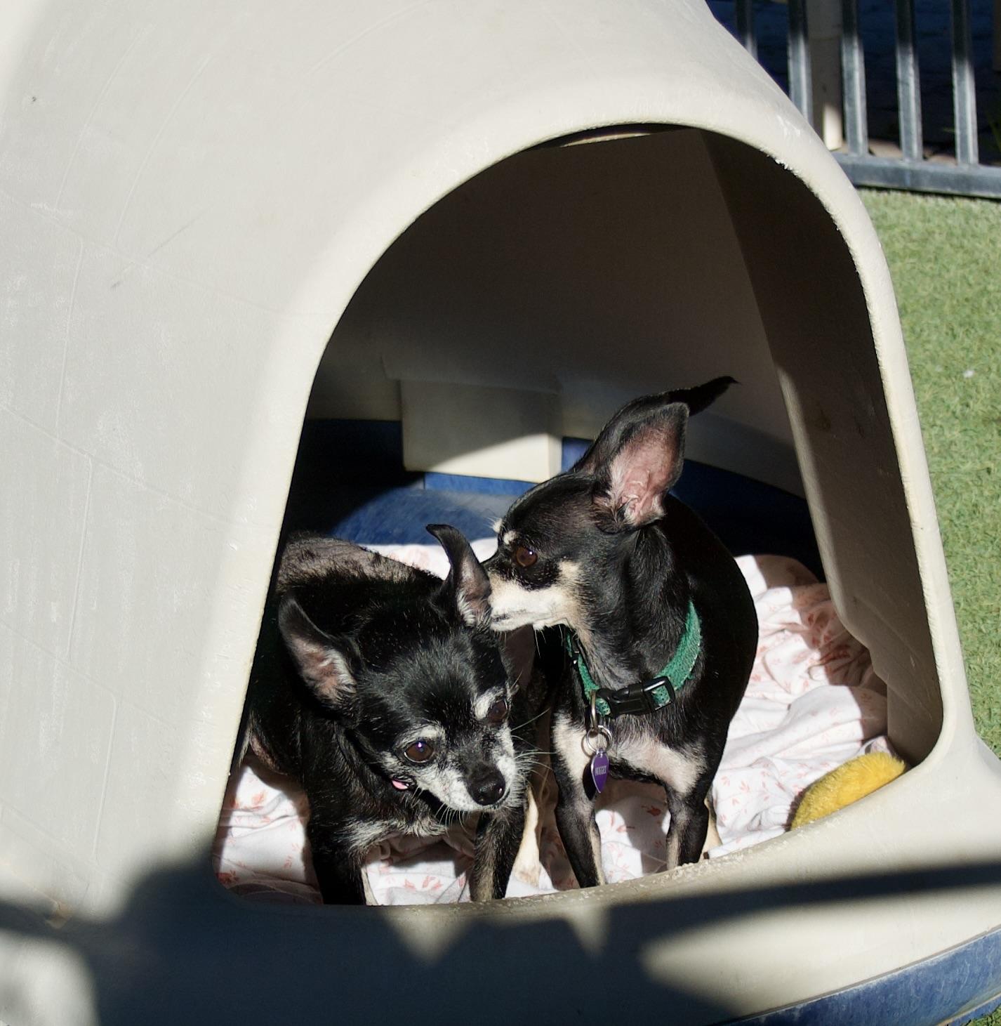 Mama Nugget and Nugget