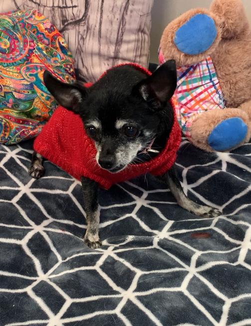 Mama Nugget and Nugget, a Adoptable Chihuahua in Grass Valley, CA image 3/6