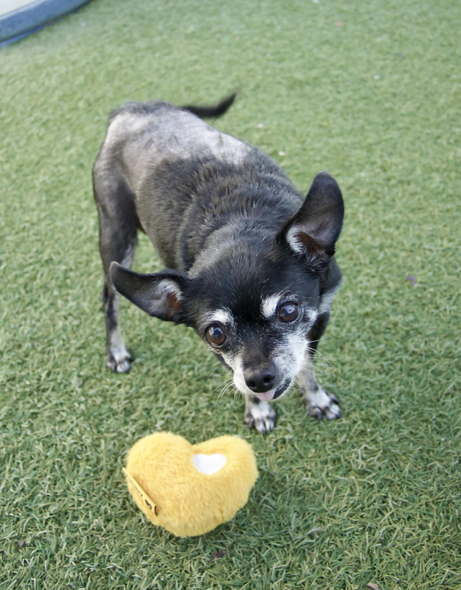 Mama Nugget and Nugget, a Adoptable Chihuahua in Grass Valley, CA image 5/6