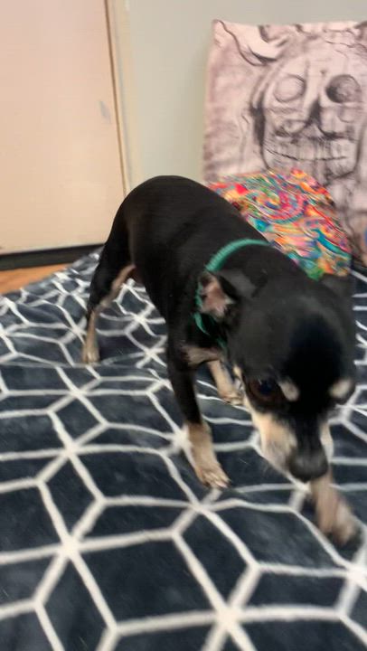 Enlarge Mama Nugget and Nugget, a Adoptable Chihuahua in Grass Valley, CA video 6/6