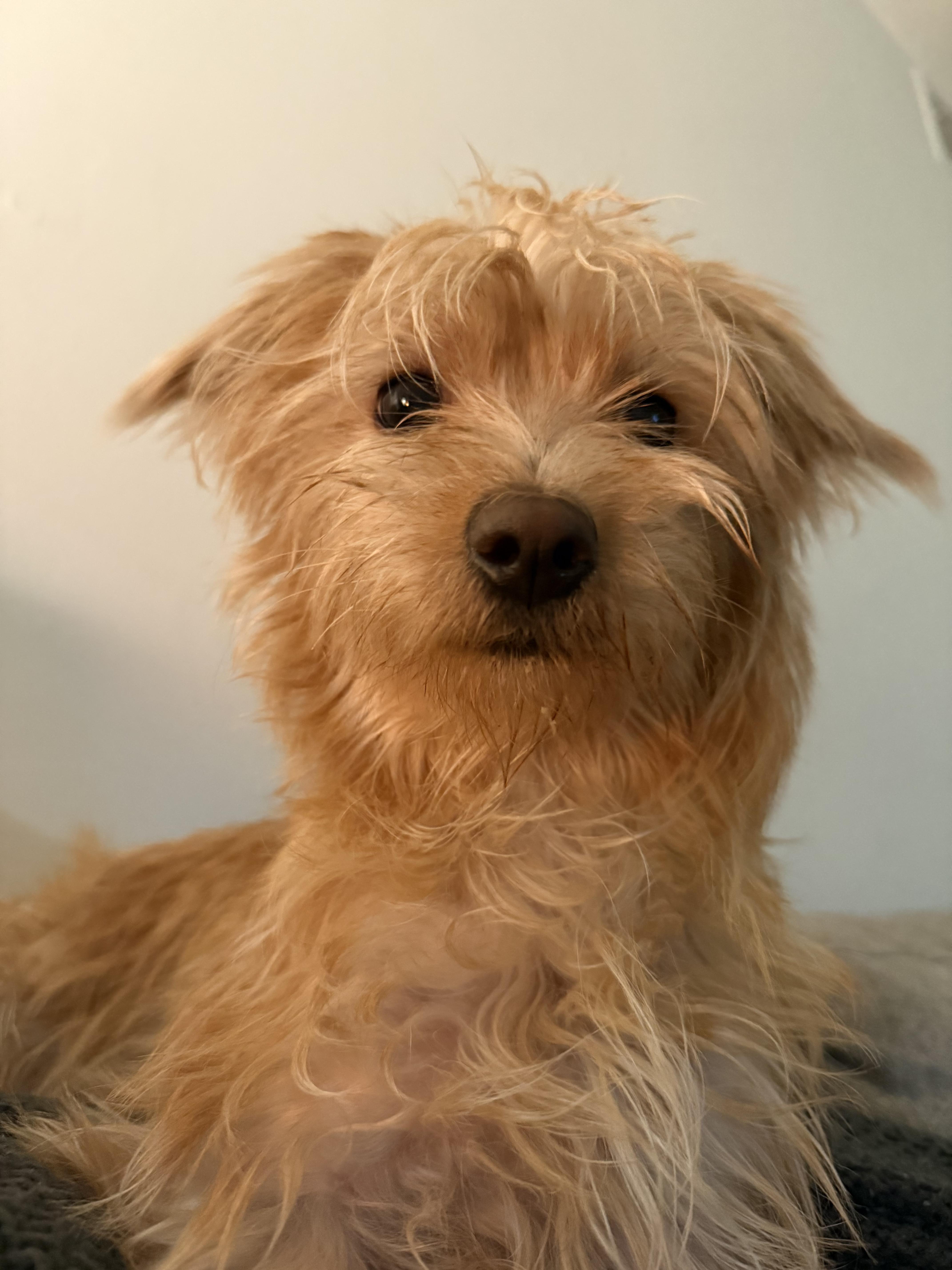 Remi, a ADOPTABLE mixed breed in North Miami, FL image 3/4