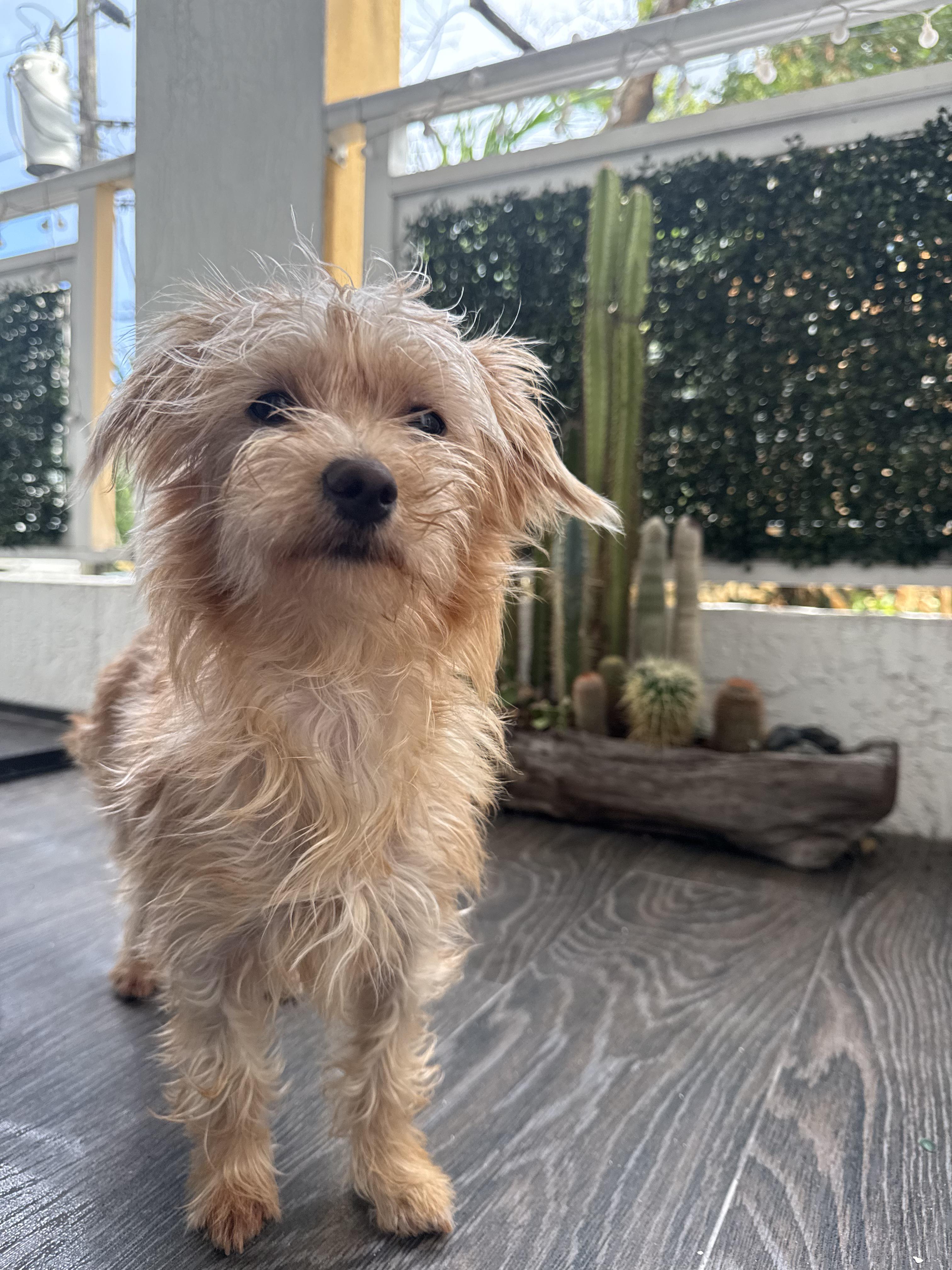 Remi, ADOPTABLE, Young Female Morkie.