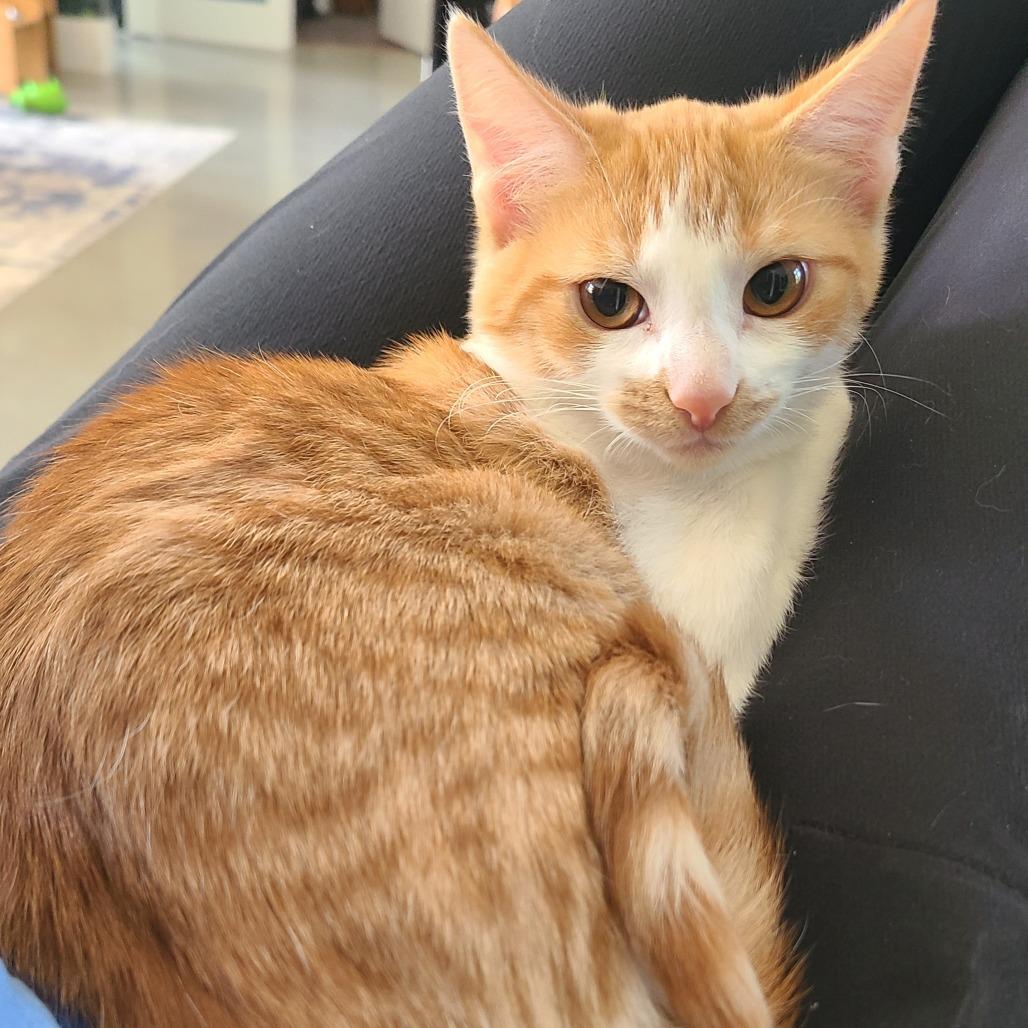 Enlarge Taz, a Adoptable Domestic Short Hair in Durham, NC image 1/6