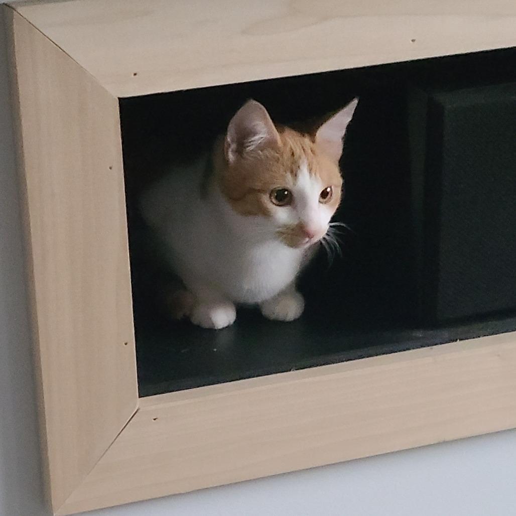 Enlarge Taz, a Adoptable Domestic Short Hair in Durham, NC image 2/6