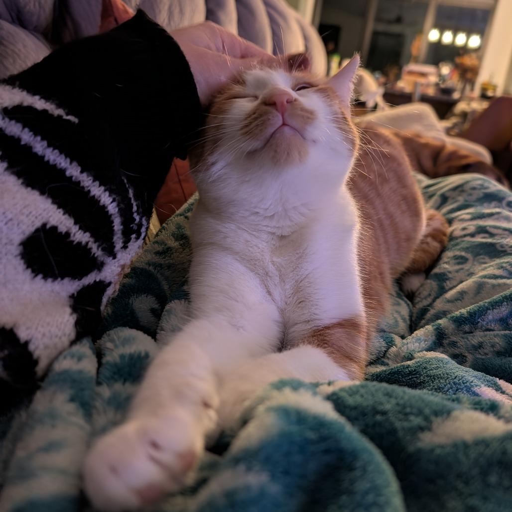 Enlarge Taz, a Adoptable Domestic Short Hair in Durham, NC image 3/6