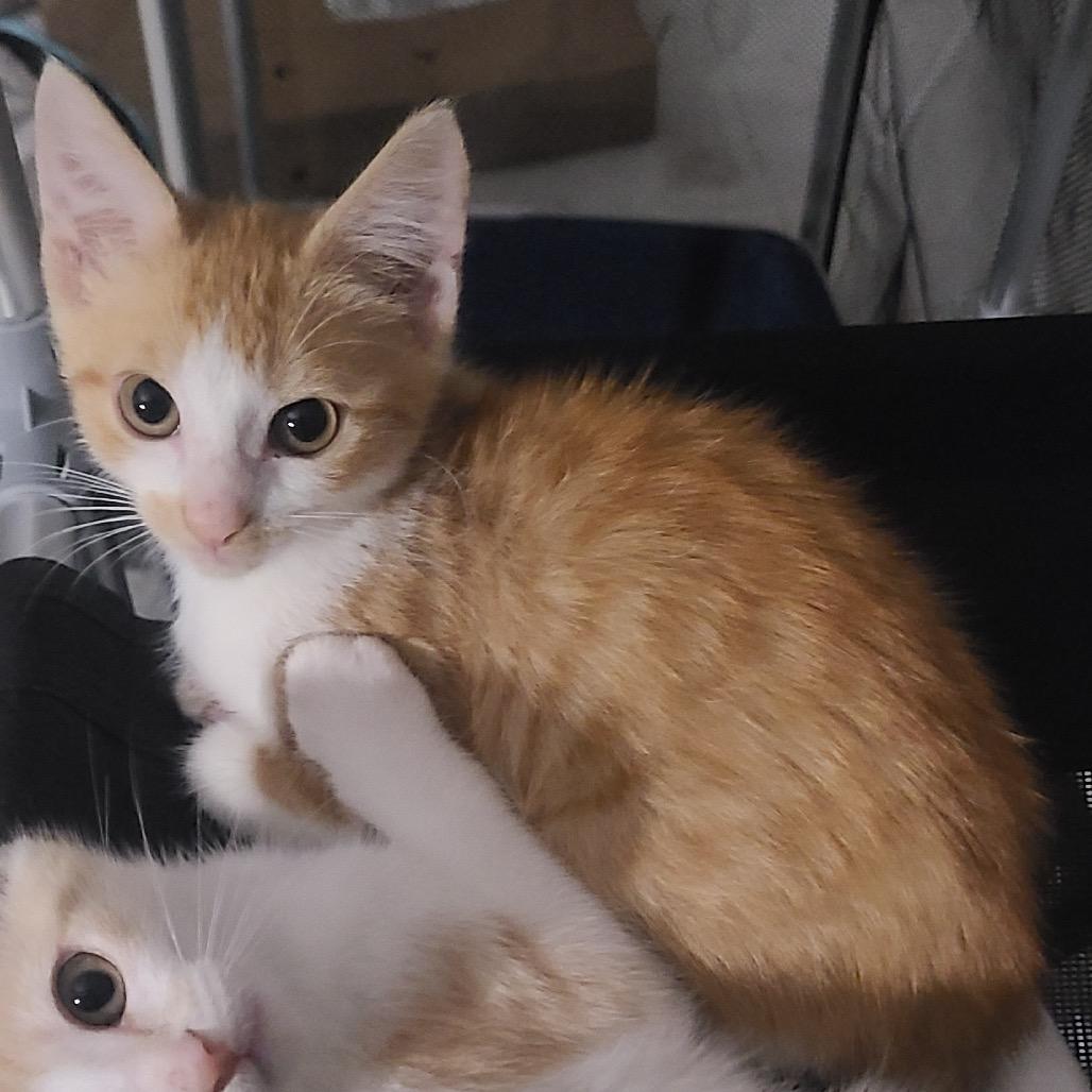 Enlarge Taz, a Adoptable Domestic Short Hair in Durham, NC image 4/6