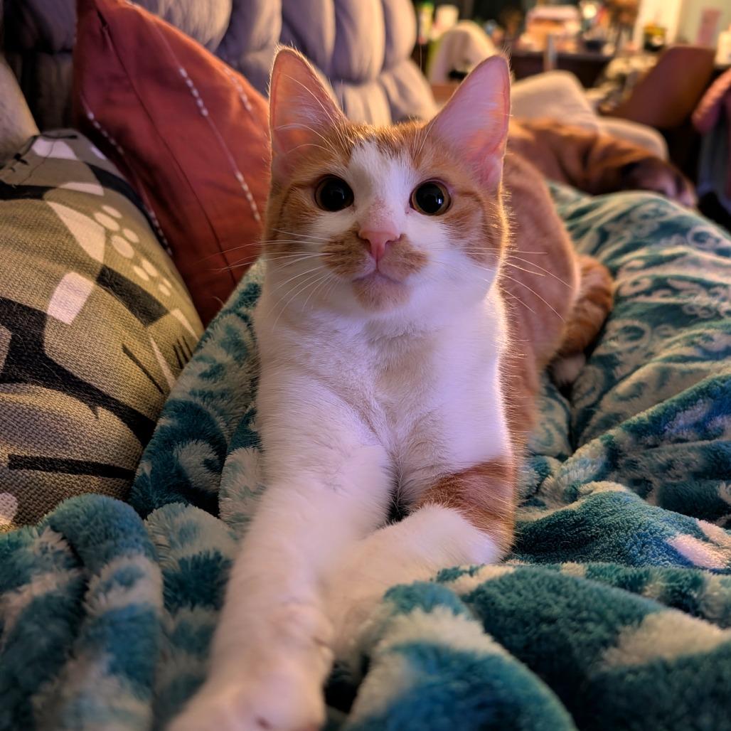 Enlarge Taz, a Adoptable Domestic Short Hair in Durham, NC image 5/6