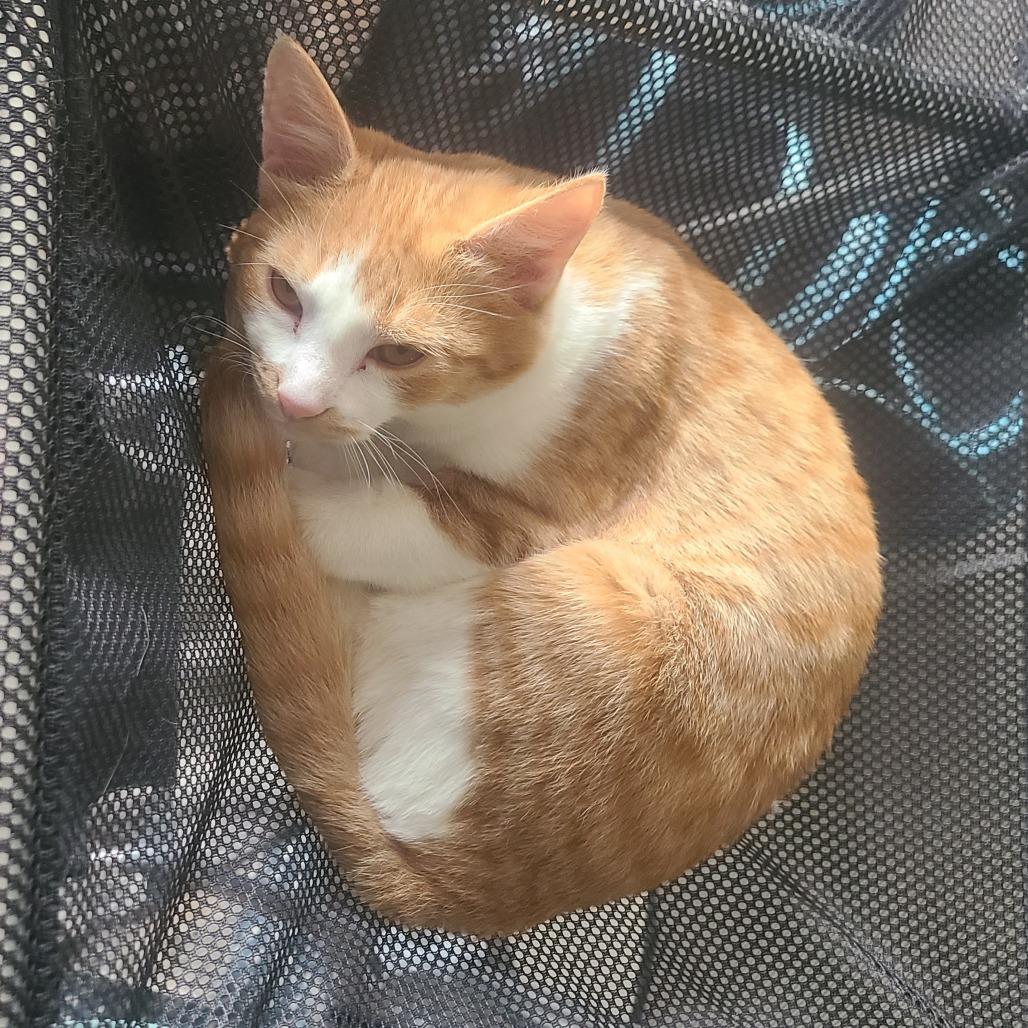 Enlarge Taz, a Adoptable Domestic Short Hair in Durham, NC image 6/6